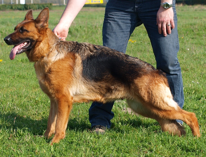 Diesel des bergers de dyto